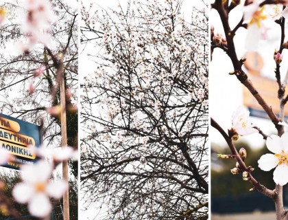 Ο προάγγελος της άνοιξης, η αμυγδαλιά μας!