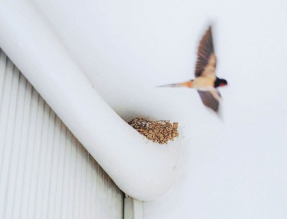 Καλωσήλθατε και πάλι χελιδόνια!