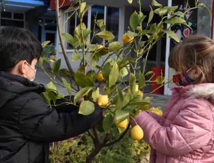 Μοσχομυριστή η λεμονιά μας!