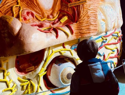 Ανακαλύπτουμε το σώμα μας!