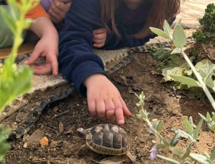 Μια ευχάριστη επισκέπτρια