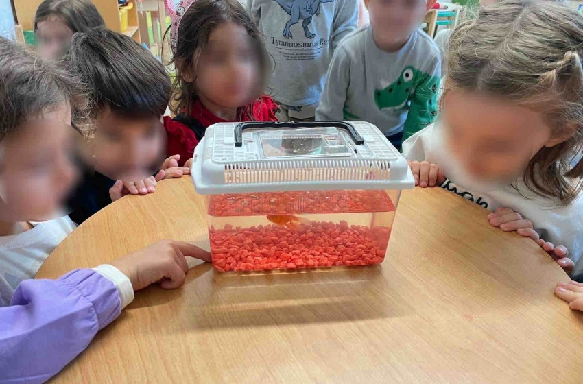 Τα ψαράκια μας