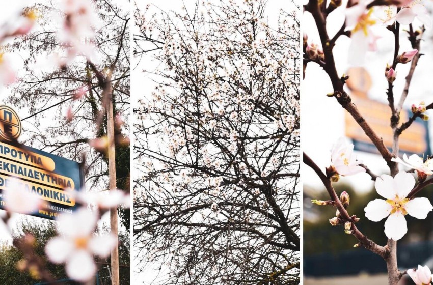 Ο προάγγελος της άνοιξης, η αμυγδαλιά μας!