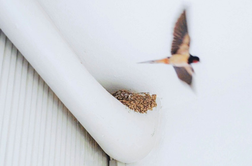 Καλωσήλθατε και πάλι χελιδόνια!